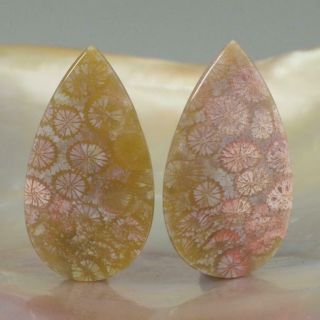 Natural Agatized Fossil Coral Drop Cabochon Earring Pair Indonesia 5.  86 G