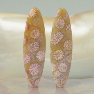 Natural Agatized Fossil Coral Freeform Cabochon Earring Pair Indonesia 3.  34 G