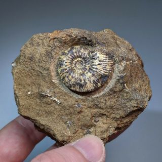 2 Cm (1,  2 In) Natural Ammonite Toricellites Jurassic Russia Ammonit