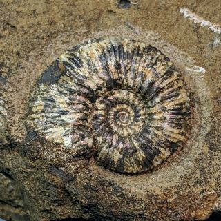 2 cm (1,  2 in) Natural Ammonite Toricellites jurassic Russia ammonit 2