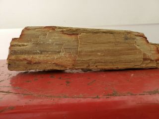 Petrified Wood Log 4.  1 Lb Collector Fossil