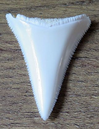 1.  588 " Lower Nature Modern Great White Shark Tooth (teeth)