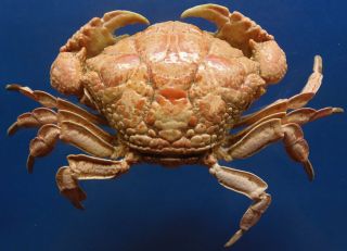 87886 Xanthid Crab Demania Cultripes 65 Mm Crab Taxidermy Oddities
