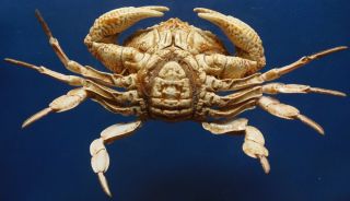 87886 Xanthid Crab Demania cultripes 65 mm Crab Taxidermy Oddities 2