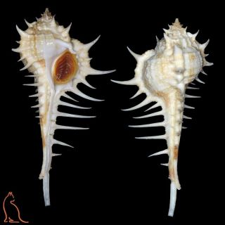 Murex Acanthostephes,  Australia,  Muricidae Sea Shell