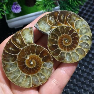 1pairs Cut Plit Pearly Nautilus Ammonite Fossil Specimen Shell Healing B206