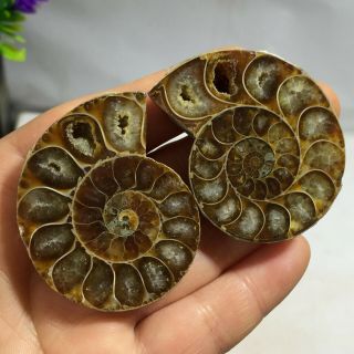 1pairs Cut Plit Pearly Nautilus Ammonite Fossil Specimen Shell Healing B274