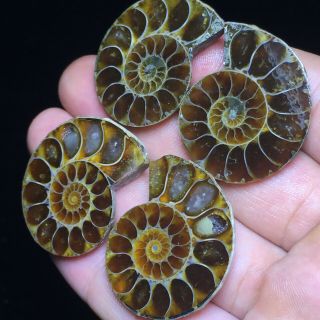 2pair Of Cut Split Pearly Nautilus Ammonite Fossil Specimen Shell Healing A71137