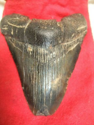 Large 3 1/2 " Pre Historic Megalodon Tooth Shark Great White Antique Ocean Fish