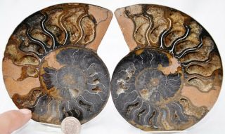 Rare 1 - N - 100 Black Ammonite Pair Deep Crystals Large 4.  6 " 110myo 117mm 7715xv