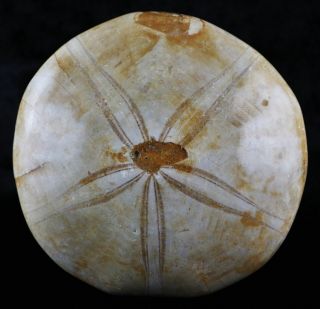 Xl 97mm Sea Urchin Star Fish Fossil Sand Dollar Jurassic 200 Million Years Old