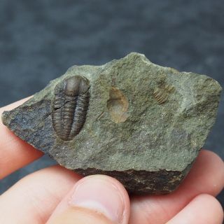 Czech Fossil Trilobite Ellipsocephalus Hoffi Cambrian Jince Trilobiten