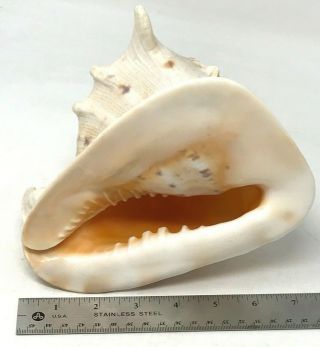 Large Horned Queen Helmet Conch Sea Shell Drilled To Blow 7.  5 " Length