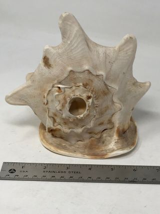 Large Horned Queen Helmet Conch Sea Shell Drilled To Blow 7.  5 