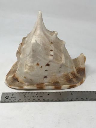 Large Horned Queen Helmet Conch Sea Shell Drilled To Blow 7.  5 
