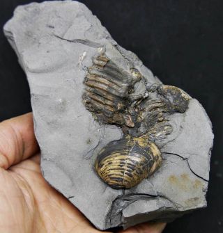 Russian Souvenir: Bivalvia And Ammonite In The Clay Piece.  Cretaceous