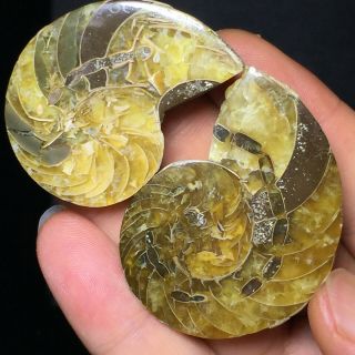1pair Of Cut Split Pearly Nautilus Ammonite Fossil Specimen Shell Healing A6116