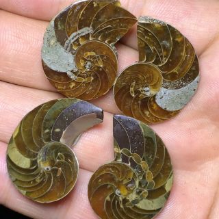 2pair Of Cut Split Pearly Nautilus Ammonite Fossil Specimen Shell Healing A51093
