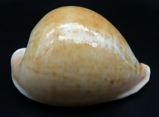 Large Cypraea Umbilia Armeniaca F,  /gem,  98.  6 Mm Australia Cowrie Seashell I
