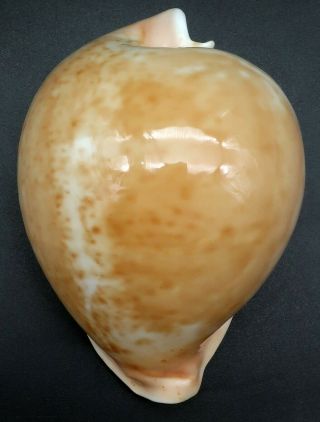 Large Cypraea Umbilia armeniaca F,  /GEM,  98.  6 mm Australia cowrie seashell I 4