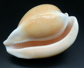 Large Cypraea Umbilia armeniaca F,  /GEM,  98.  6 mm Australia cowrie seashell I 5