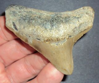 Big 2.  714 " Megalodon Shark Tooth Fossil From North Carolina Real Shark Tooth