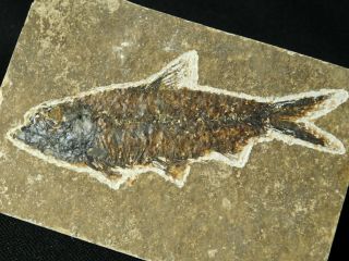 A 50 Million Year Old Knightia Eocaena Fish Fossil From Wyoming 235gr E