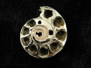 A Small Polished 100 Natural Pyrite Ammonite Fossil Mikhaylov Mine Russia 2.  47 E