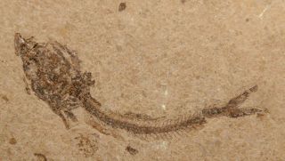 Oligocene Fossil Fish
