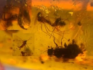Unknown Bug&3 Mosquito&piddock Burmite Myanmar Amber Insect Fossil Dinosaur Age