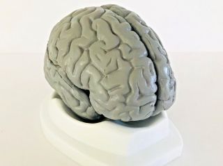 3 Parts Human Brain Model Scientific Medical Display