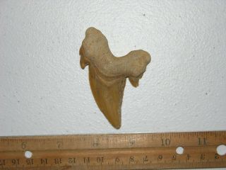 Shark Tooth Fossil Real Otodus Obliquus 50 Million Years Old 3 Inch J34
