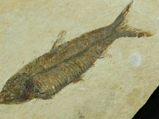 A 50 Million Year Old Knightia Eocaena Fish Fossil From Wyoming 124gr E