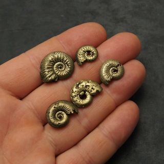 5x Quenstedtoceras 15 - 22mm Pyrite Ammonite Fossils Callovian Fossilien Russia