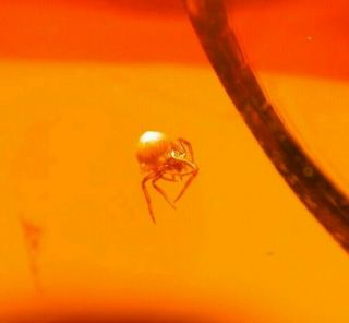2 Spiders One Albino With 3 Flies In Authentic Dominican Amber Fossil Gemstone