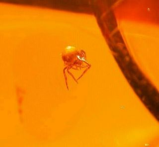 2 Spiders One Albino with 3 Flies in Authentic Dominican Amber Fossil Gemstone 2