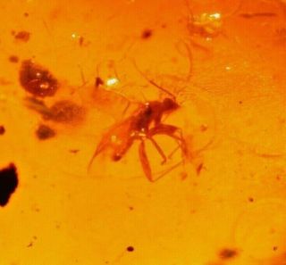 Cretaceous True Bug With Leaf In Burmite Amber Fossil Gem From Dinosaur Age