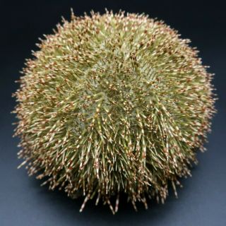 With Spines - Salmacis Sphaeroides 73 Mm Sydney Form Australia Sea Urchin