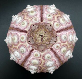 Exceptional Prionocidaris Baculosa Annulifera 64.  2 Mm Philippines Sea Urchin