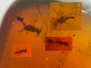 Mosquito Fly&3 Wasp Bee Burmite Myanmar Burmese Amber Insect Fossil Dinosaur Age