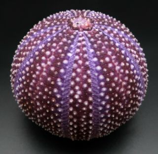 Extremely Dark & Rich Colours: Echinus Esculentus 71.  3 Mm Sea Urchin North Sea