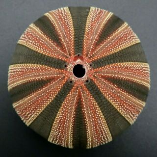 Large Mespilia Globulus 46.  1 Mm Philippines Sea Urchin Great Colour/pattern