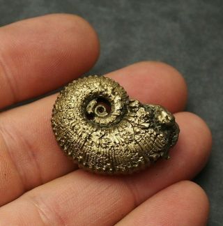 33mm Kosmoceras Ammonite Pyrite Fossils Ryazan Russia Fossilien Pendant