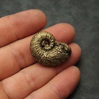 33mm Kosmoceras Ammonite Pyrite Fossils Ryazan Russia Fossilien Pendant 2