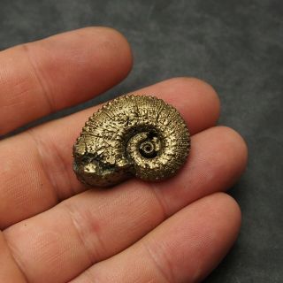 33mm Kosmoceras Ammonite Pyrite Fossils Ryazan Russia Fossilien Pendant 3