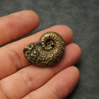 33mm Kosmoceras Ammonite Pyrite Fossils Ryazan Russia Fossilien Pendant 4
