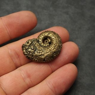 33mm Kosmoceras Ammonite Pyrite Fossils Ryazan Russia Fossilien Pendant 5