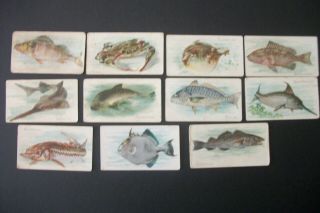 Cigarette Tobacco Cards Piedmont Fish Series 1 To 50 1910 11 Cards