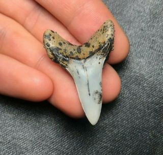 Unique 1.  51 " Bakersfield Mako Shark Tooth Teeth Fossil Sharks Necklace Jaws Meg
