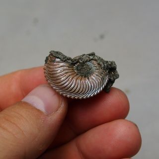 29mm Cardioceras sp.  Pyrite Ammonite Fossils Callovian Fossilien Russia 2